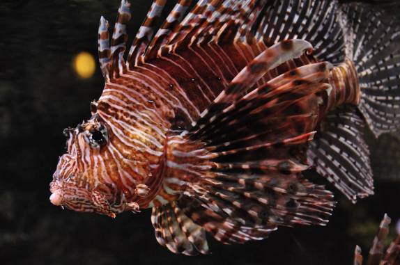 Um enorme Lion Fish no Aquário de Atlanta, na Georgia - EUA